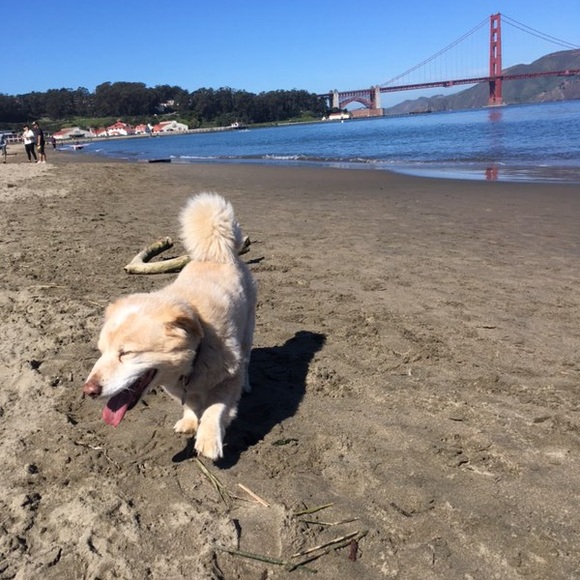 Meet your Posher, Rosie - Picture 1 of 1